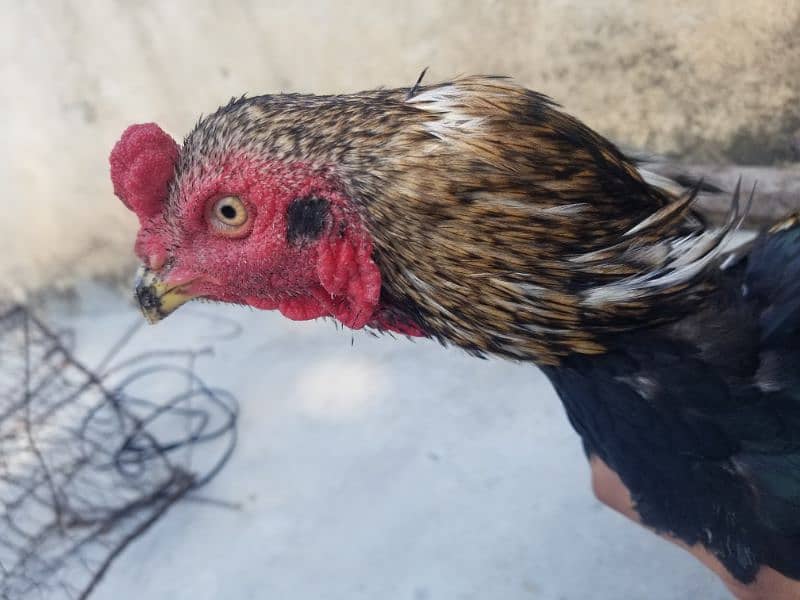 aseel hen for sale 1