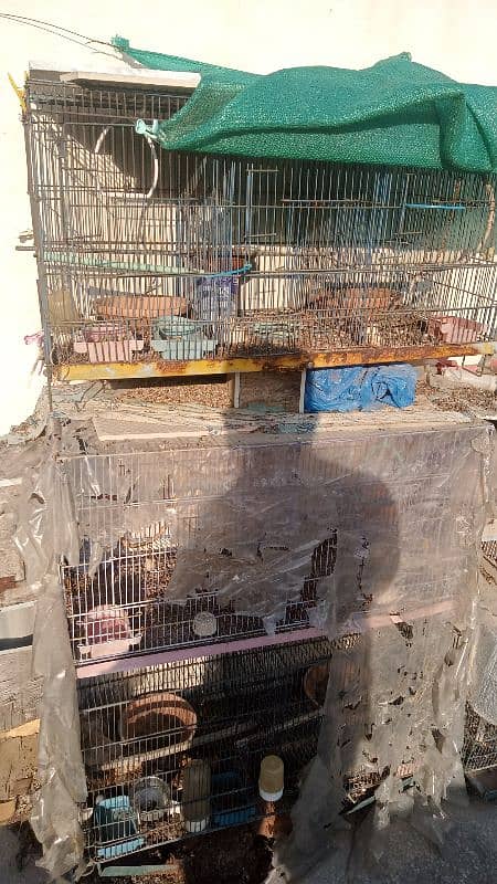 Birds & Cage Setup For Sale 0