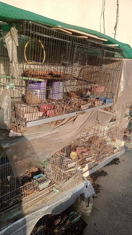 Birds & Cage Setup For Sale 1