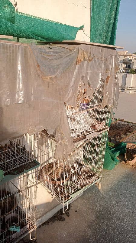 Birds & Cage Setup For Sale 2