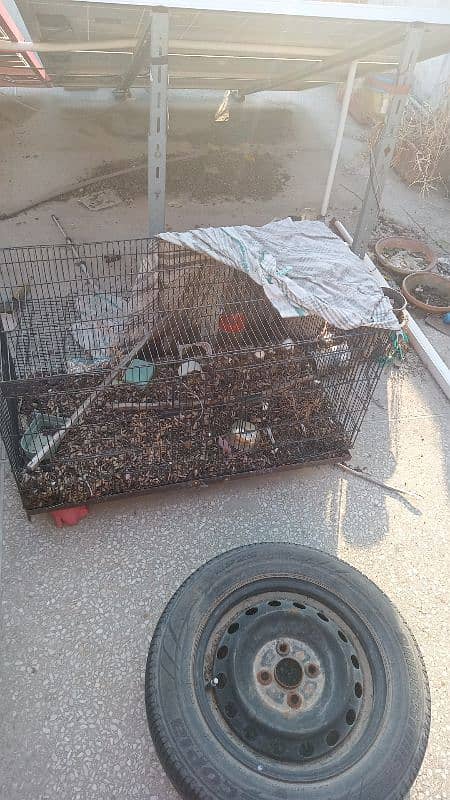 Birds & Cage Setup For Sale 3