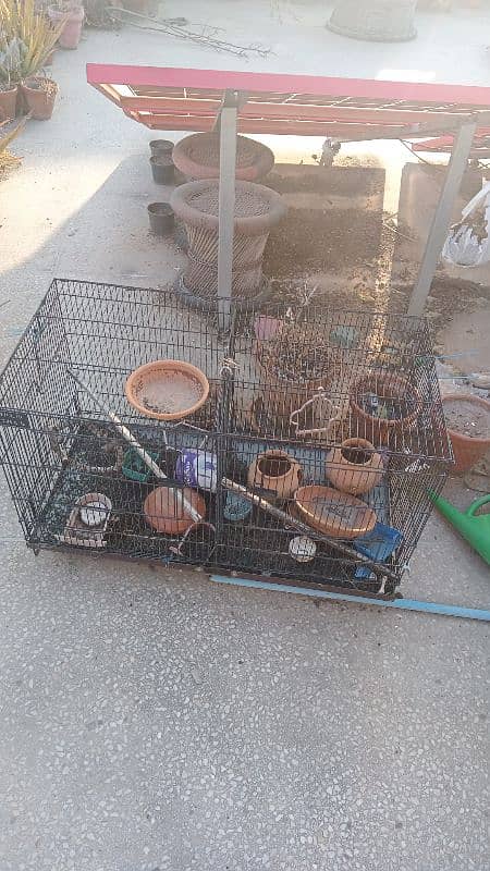 Birds & Cage Setup For Sale 5