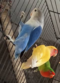 3 Pairs of love birds male female breeders with cage