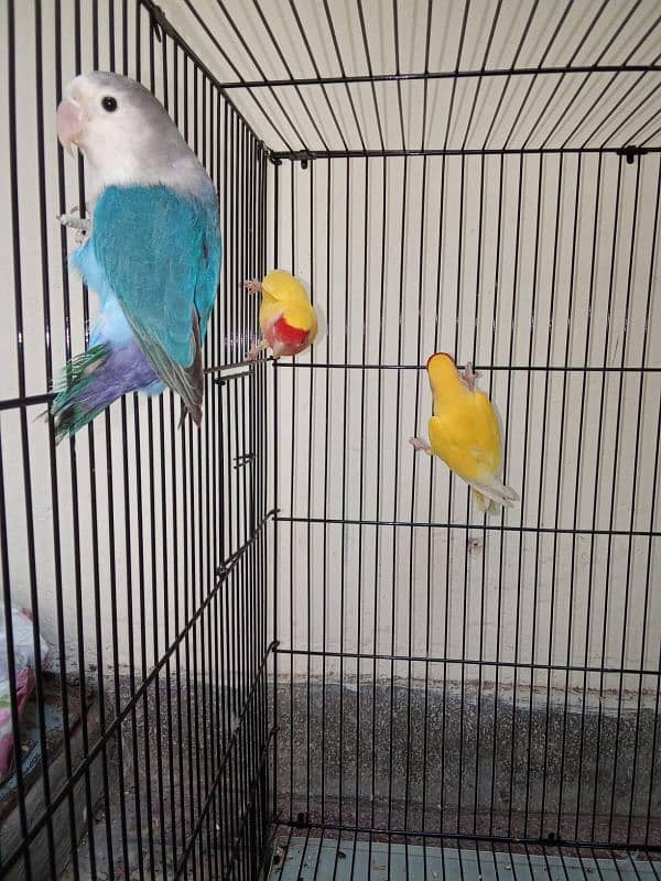 3 Pairs of love birds male female breeders with cage 2