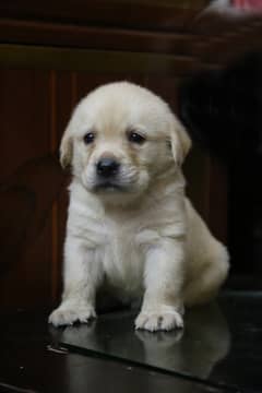 labrador show class puppy