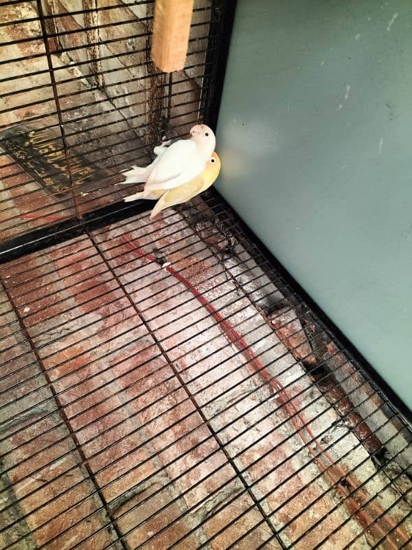 albino split male pastel ino female breeder pair 2