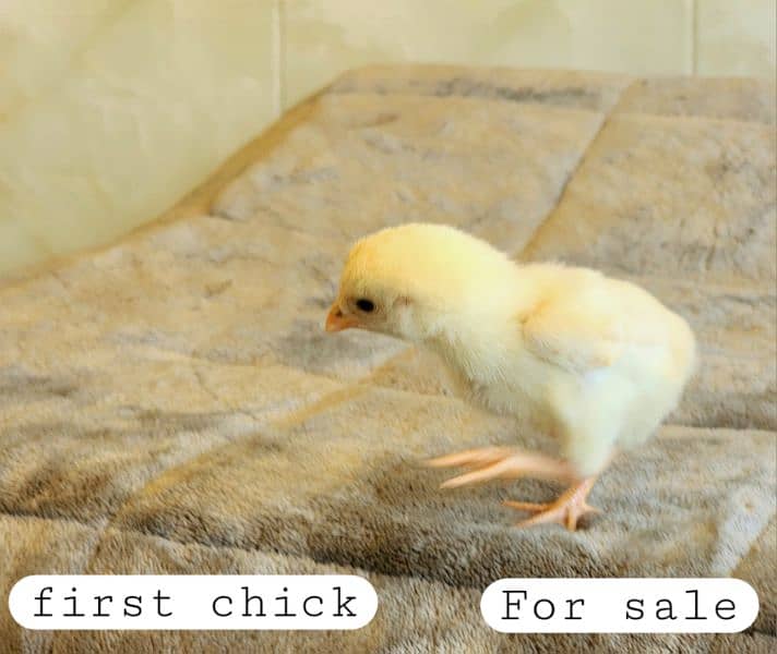 pure peper white heera aseel chicks. 0