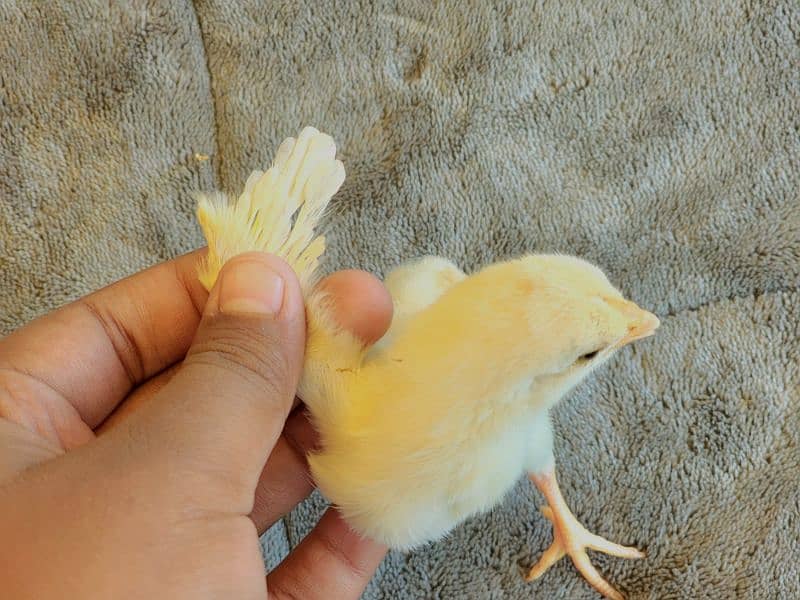 pure peper white heera aseel chicks. 2