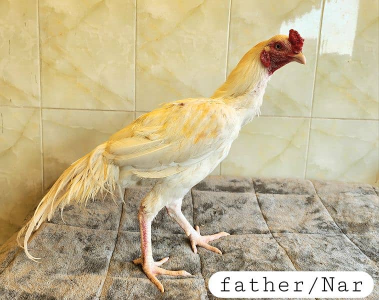 pure peper white heera aseel chicks. 4