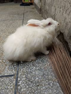 english angora rabbit for sale