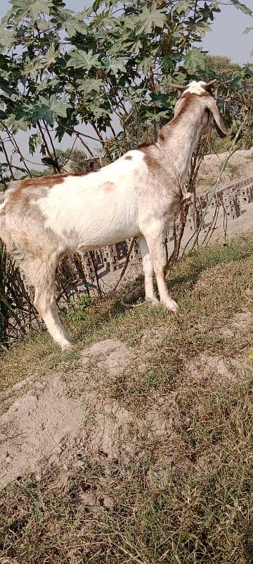 Beetal/mix breed/pregnent goat 0