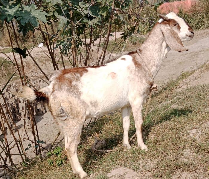 Beetal/mix breed/pregnent goat 1