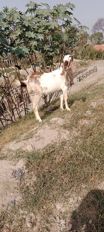 Beetal/mix breed/pregnent goat 2