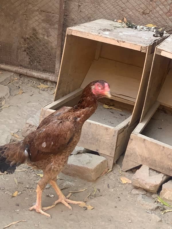 shamo male female for sale in resonable price 16