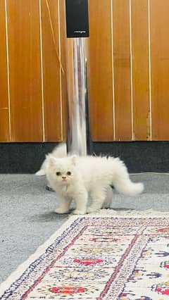 persian kitten