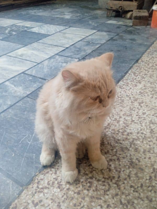 Persian kitten for sale 0