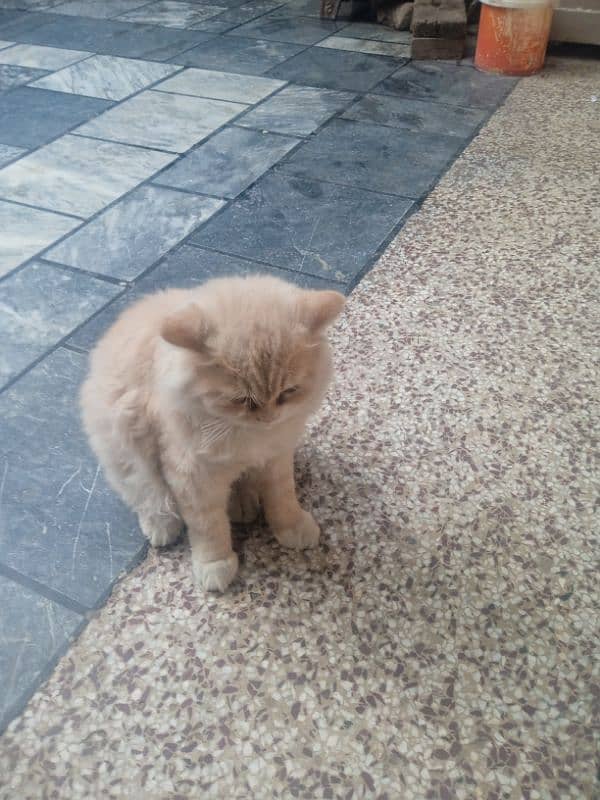 Persian kitten for sale 2