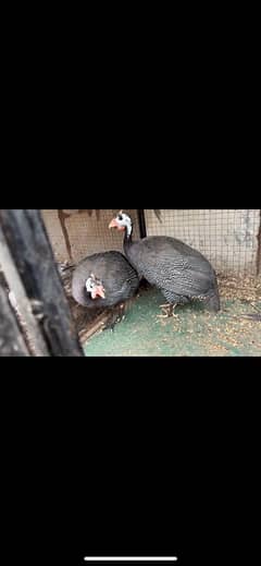 Guinea Fowl pair