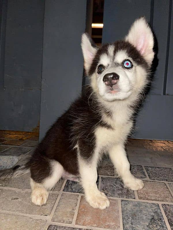 siberian husky puppies | husky Puppy | Dog | Wolly coat Puppy 0