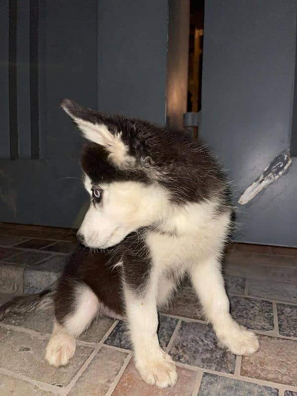 siberian husky puppies | husky Puppy | Dog | Wolly coat Puppy 3