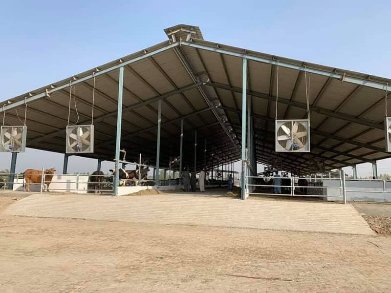 Industrial factory shed Dairy farm warehouse sheds steel 3