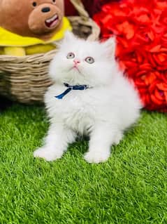 Persian Kitten available now