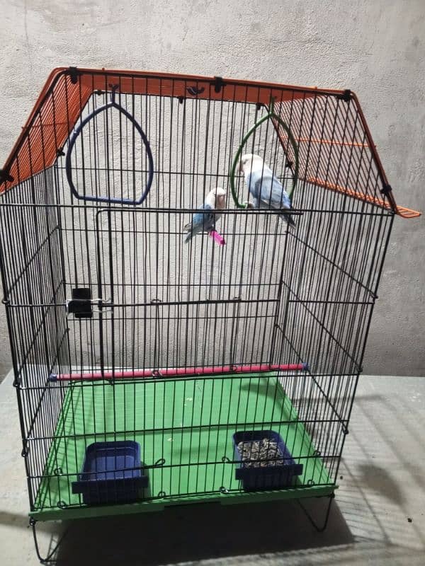 I am selling a blue sable pair of bird 2