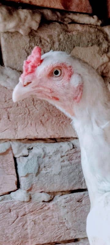 shamo cross high quality Ready for Egg 1