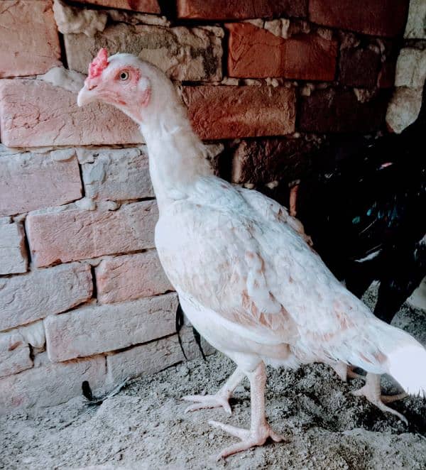 shamo cross high quality Ready for Egg 2