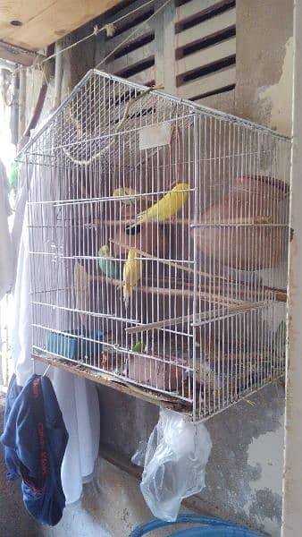 2 Budgie Pairs with Big Cage 0