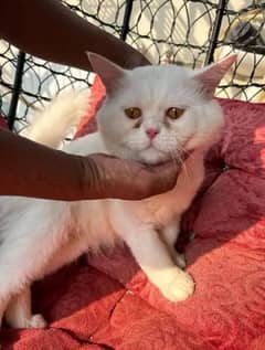 Persian cat for sale