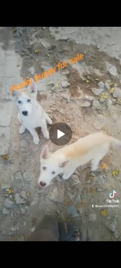 Husky puppy pair