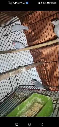 java finches for sale