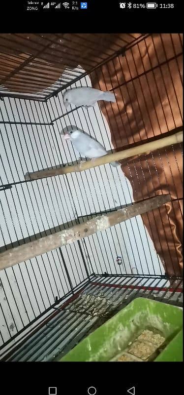 java finches for sale 1