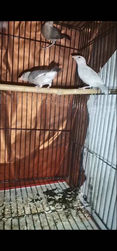 java finches for sale 2