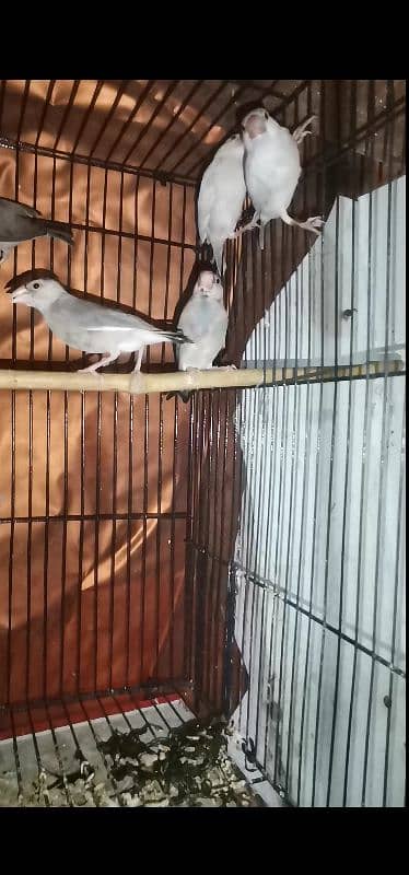 java finches for sale 3