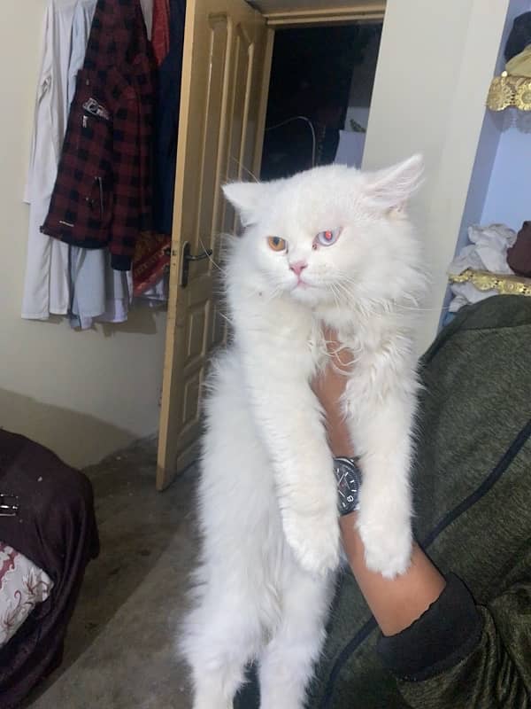 Persian Cats For sale 3