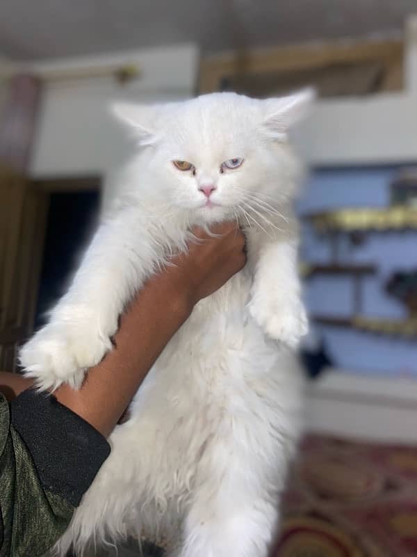 Persian Cats For sale 4