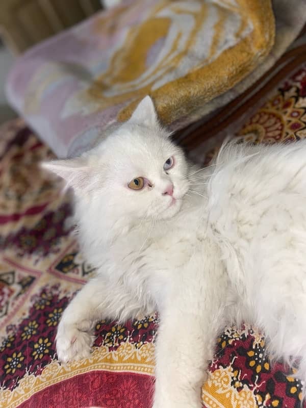 Persian Cats For sale 5