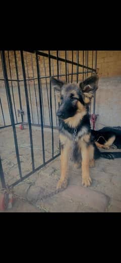 German shepherd puppy dog