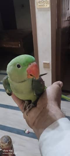 raw parrot