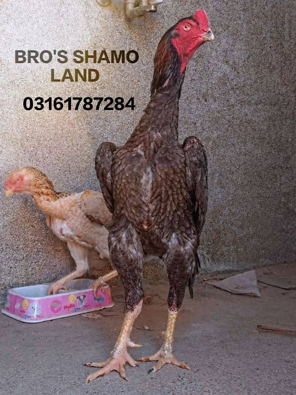 Shamo Breeder Pair 3