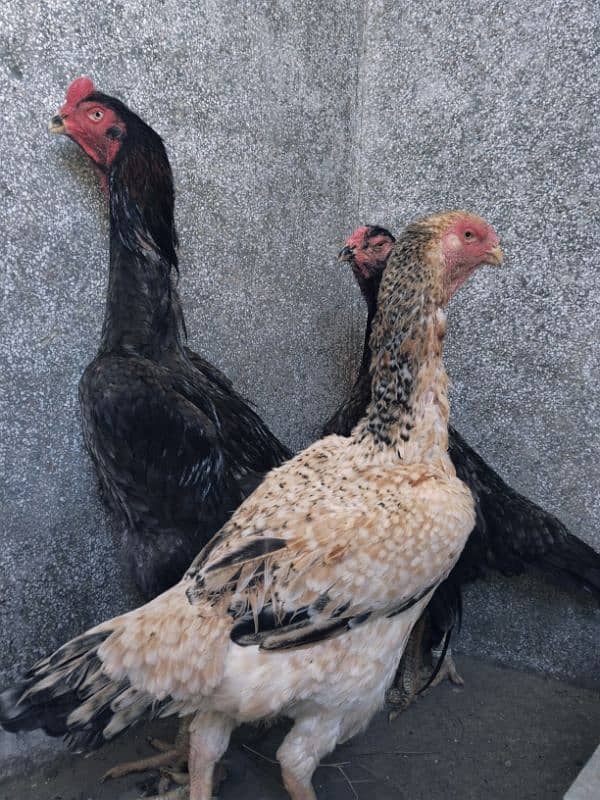 Shamo Breeder Pair 4