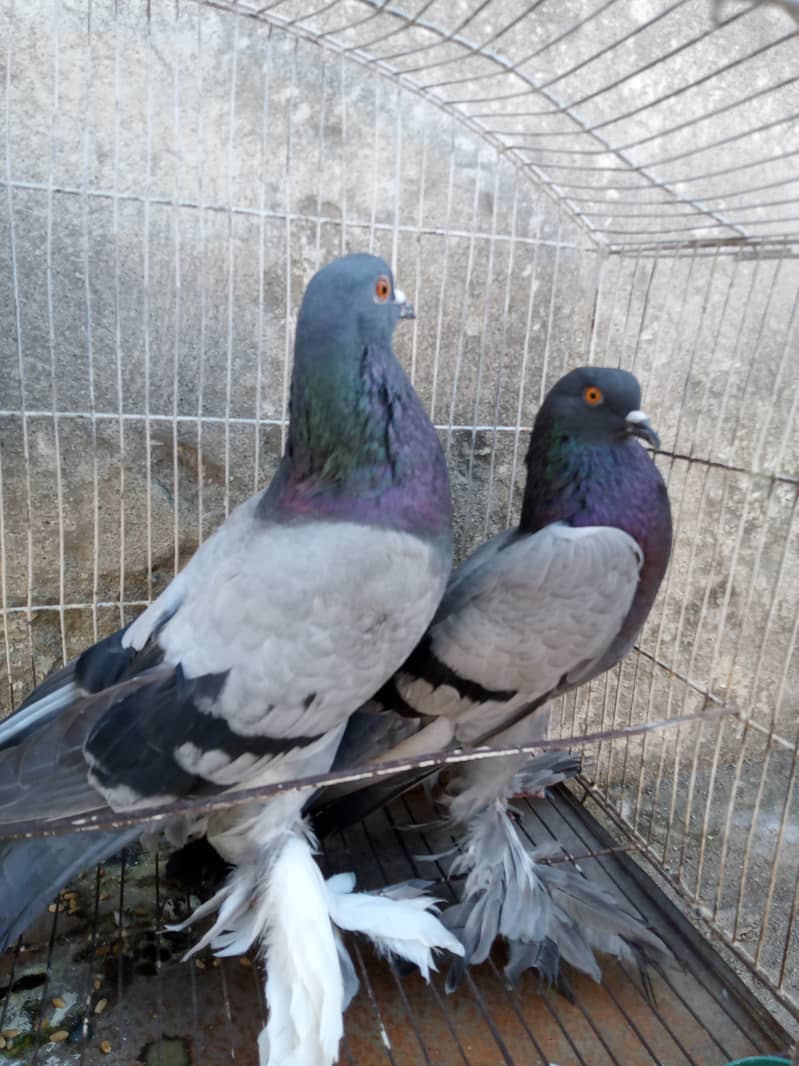 Gubara pair 0