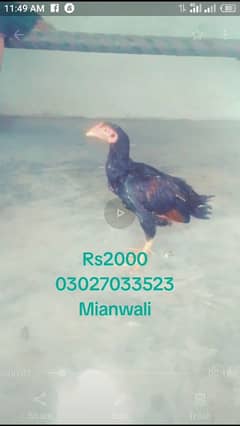 mianwali asel