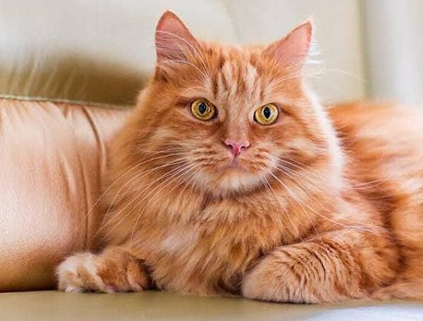 Very Fluffy Persian Breed Ginger Colour Male Cat Sale In Faisalabad 3