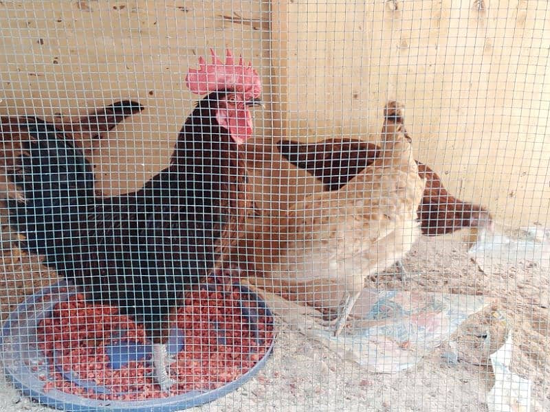 4 Gold Misri female,  2 Misri White  female  ,1 Male = Total 07 4