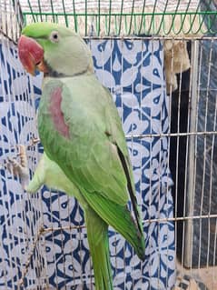 2 years Male Taking Parrot