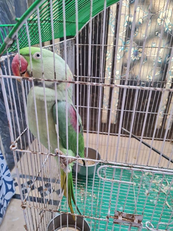 2 years Male Taking Parrot 1