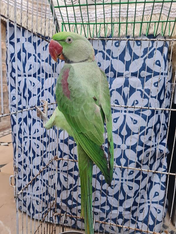 2 years Male Taking Parrot 2